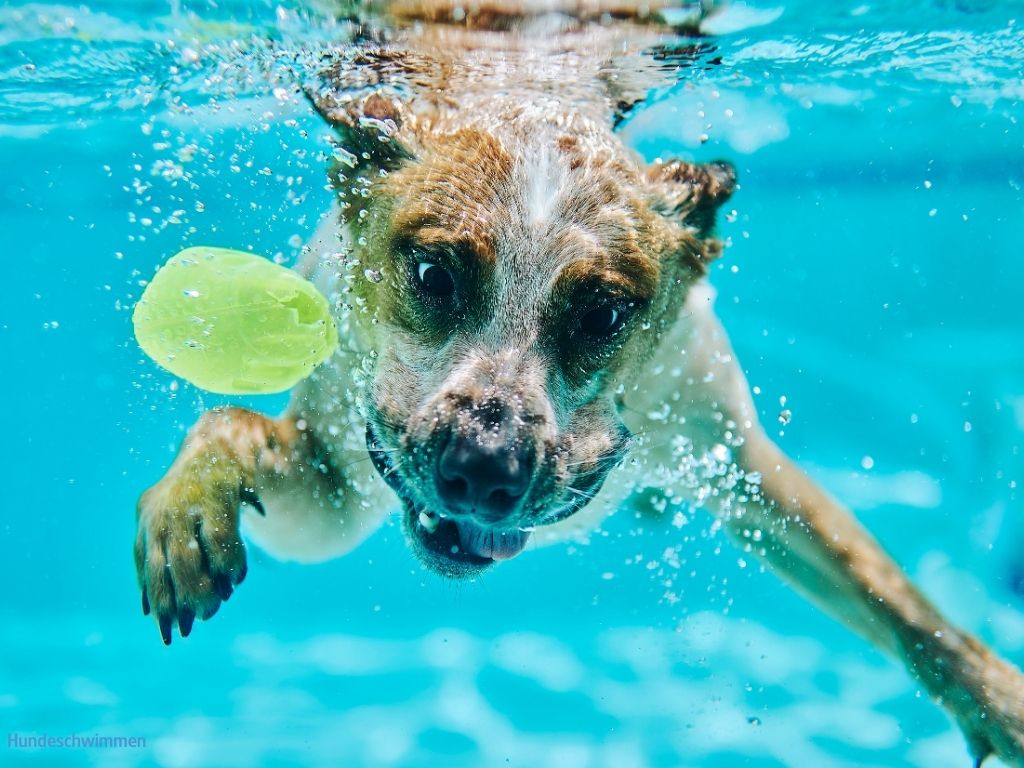 Hund springt mit Ball ins Wasser